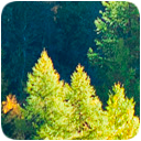 Nordic Forest