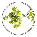 AI Grammar Analyzer - By YourDailyGerman