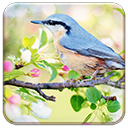 Spring Bird