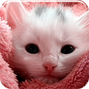 Pink Kitten
