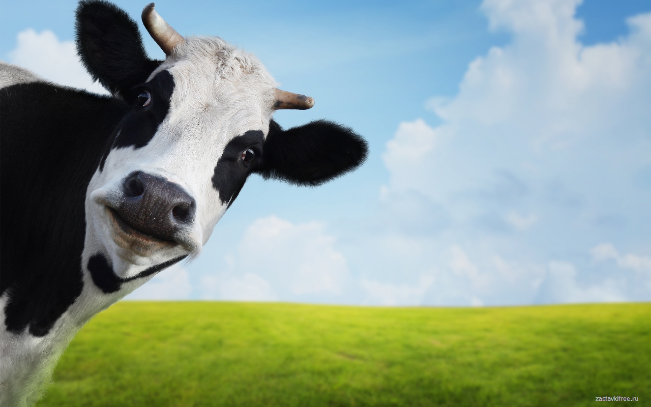 Cow截图1