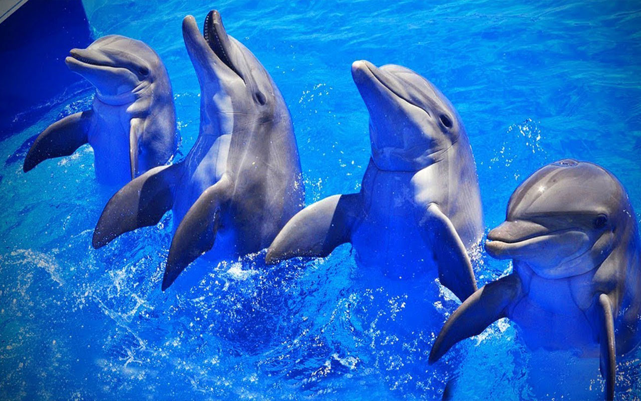 OCG - Saving Ocean Life截图1
