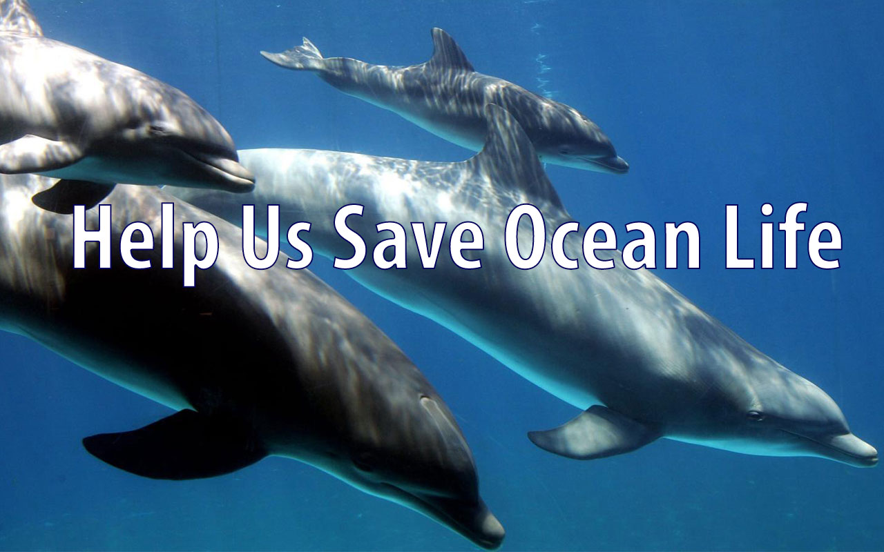 OCG - Saving Ocean Life截图2
