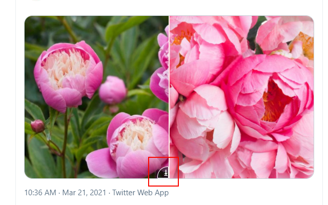 Twitter Gif & Video Downloader截图5