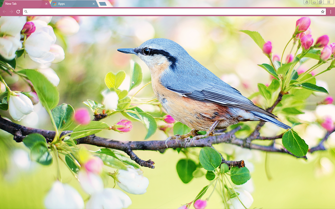 Spring Bird截图2