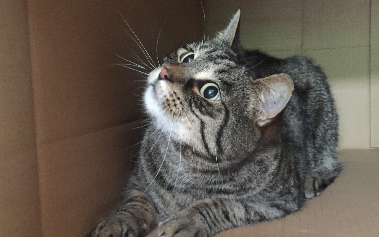 Cat Generator截图1