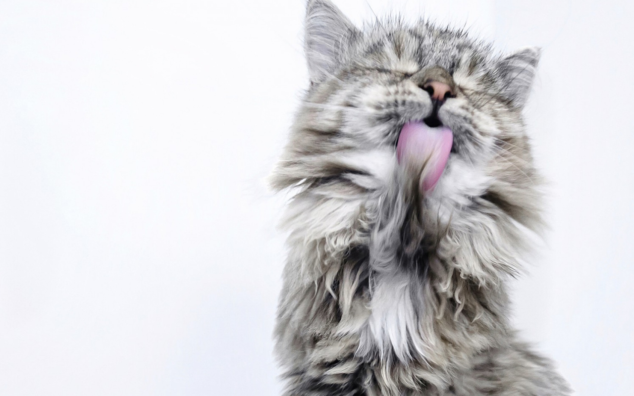 Cat Screen Cleaner截图1