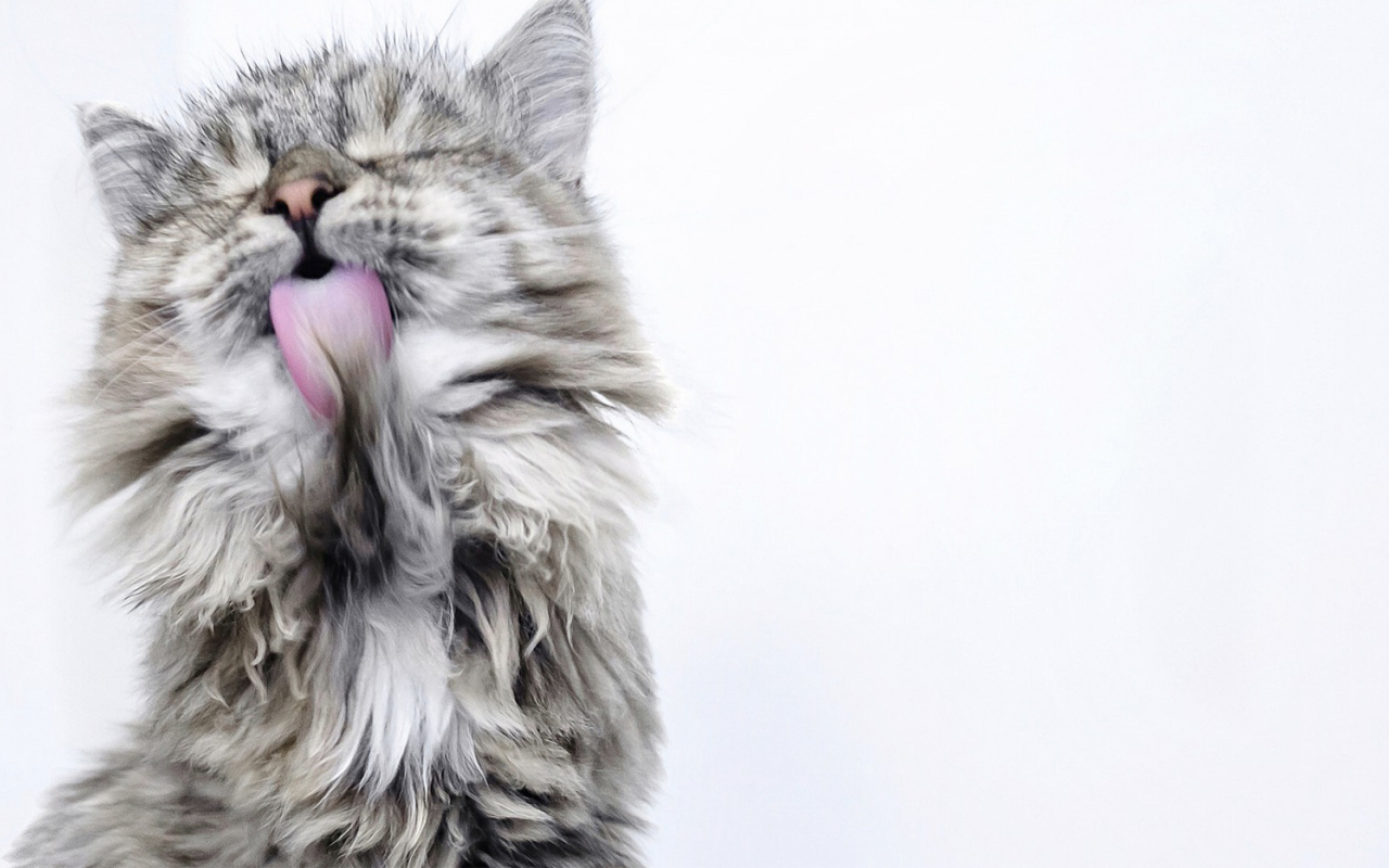 Cat Screen Cleaner截图2