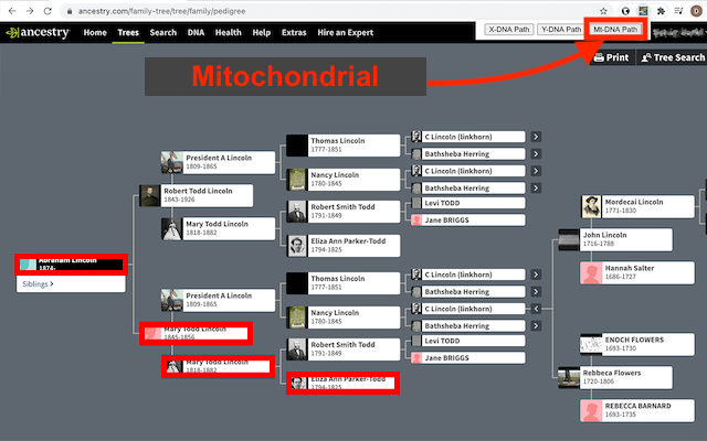 Ancestry DNA Paths (beta)截图1