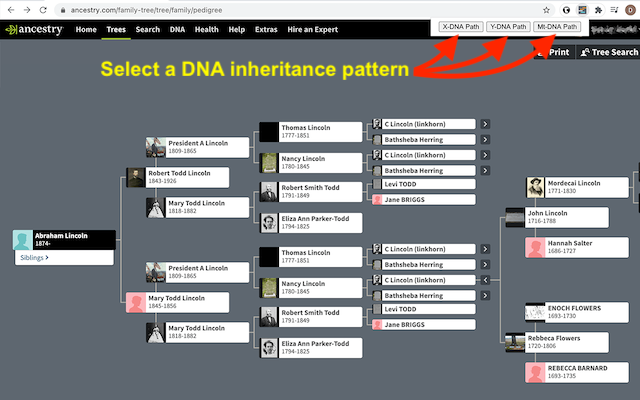 Ancestry DNA Paths (beta)截图3