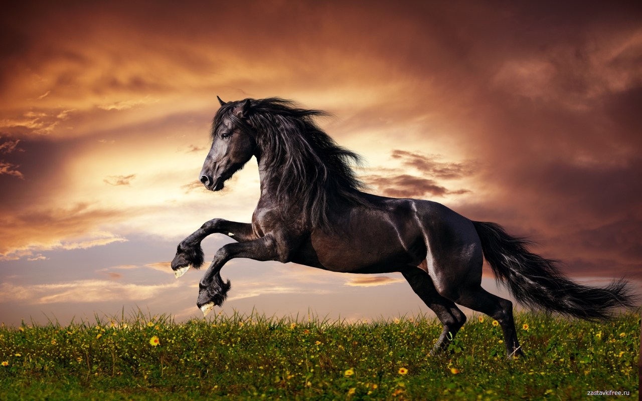 Horse截图1