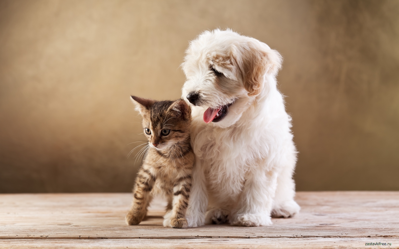 Cat and Dog截图1