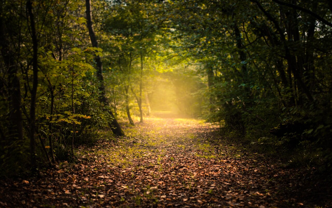 Forest View截图1